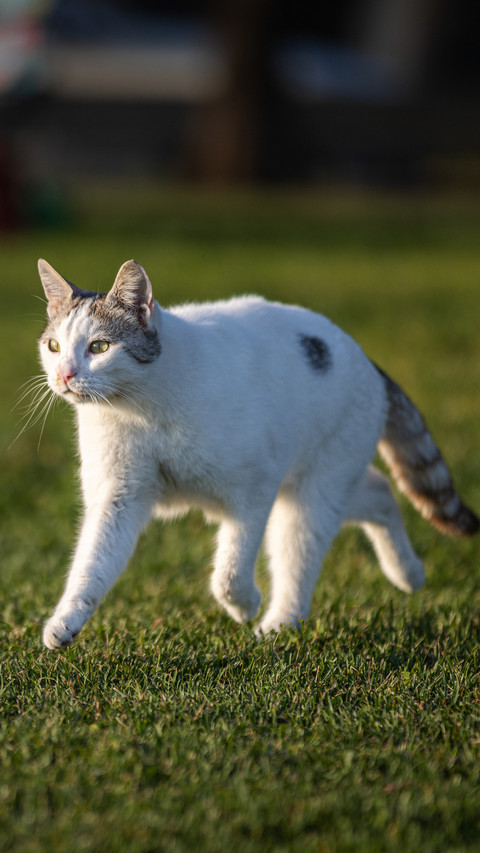 White stray cat screenshot