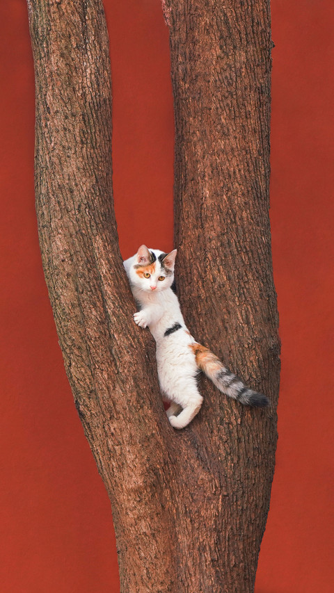 A university offers tree climbing classes 31 screenshot