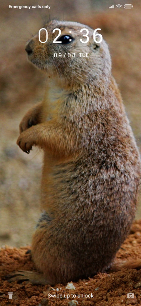 Rodents_3MDS screenshot