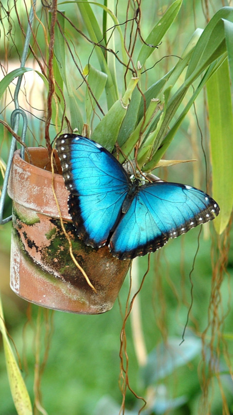 Butterfly (3) screenshot