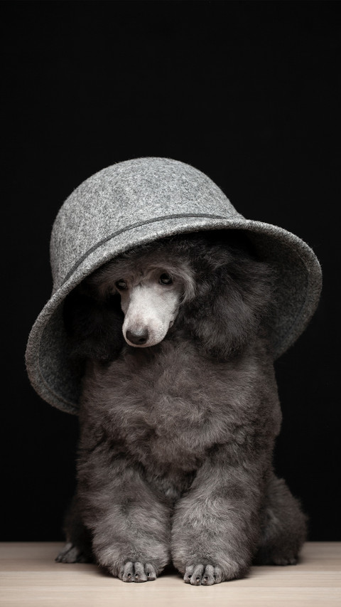 A grey hat and a grey dog screenshot