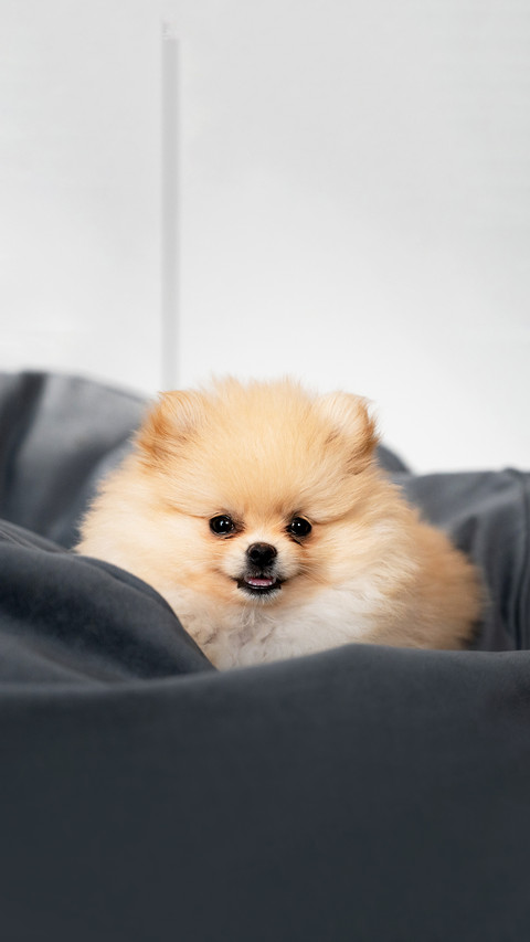 Young pomeranian on the bed screenshot