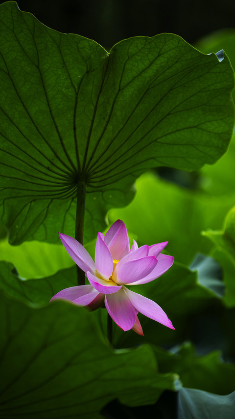 Blooming pink lotus flowers screenshot
