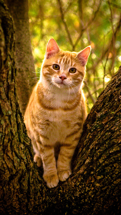 Meow Star Human Cold Knowledge 8 screenshot
