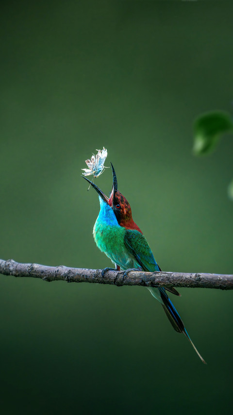 Why do hummingbirds dress up as men screenshot