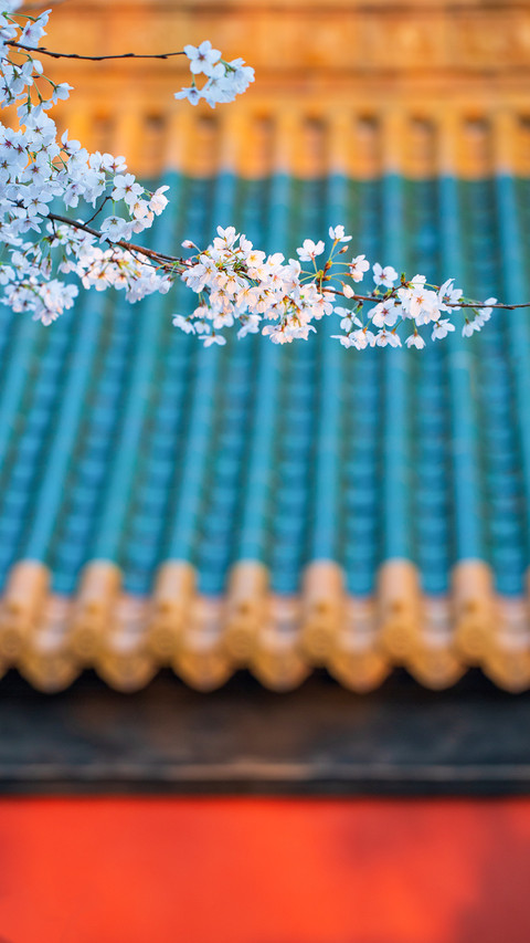 Cherry Blossoms of Ancient Buildings screenshot