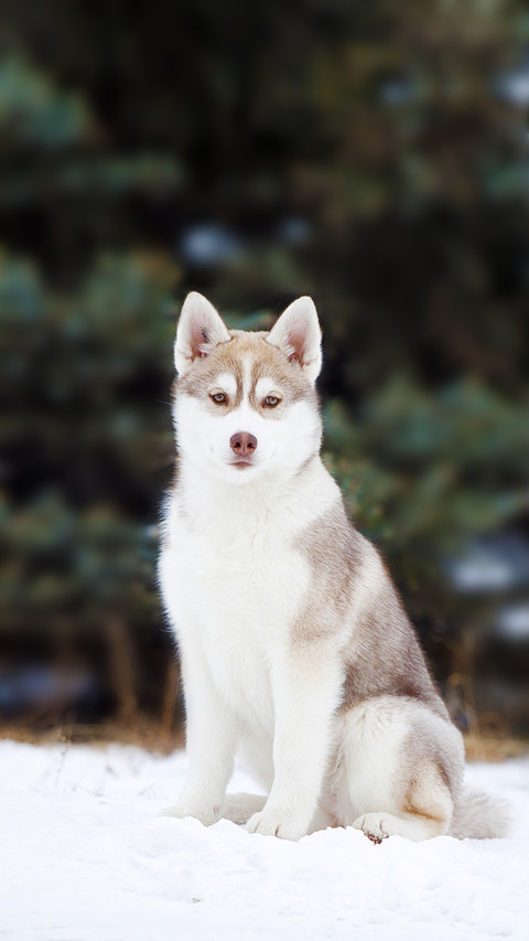 A Husky Puppy Standing in The Snow screenshot