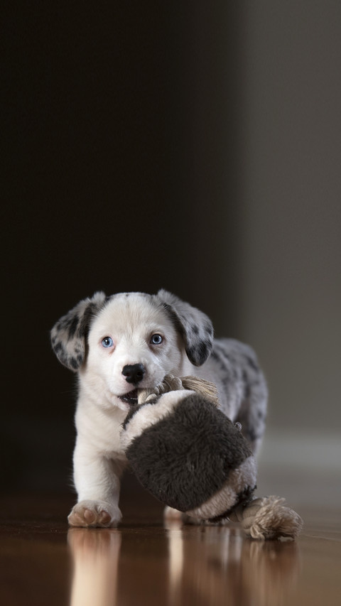 The little dog is playing with its favorite toy screenshot