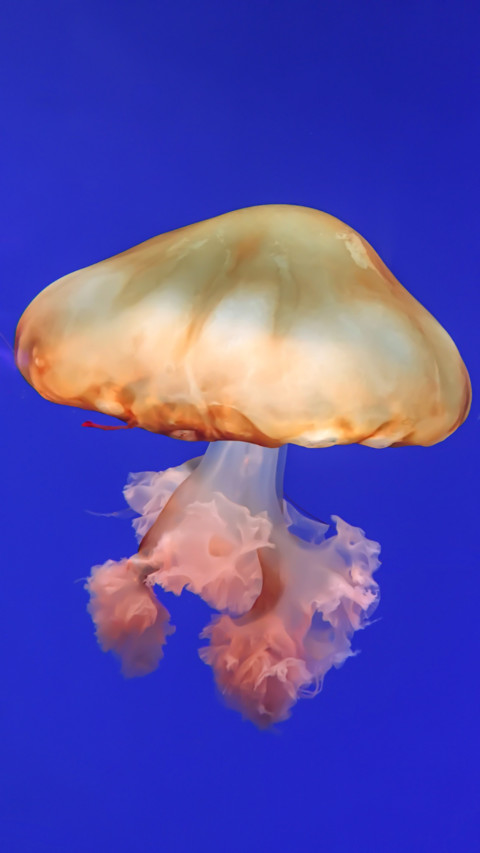 Marine Life (8) screenshot