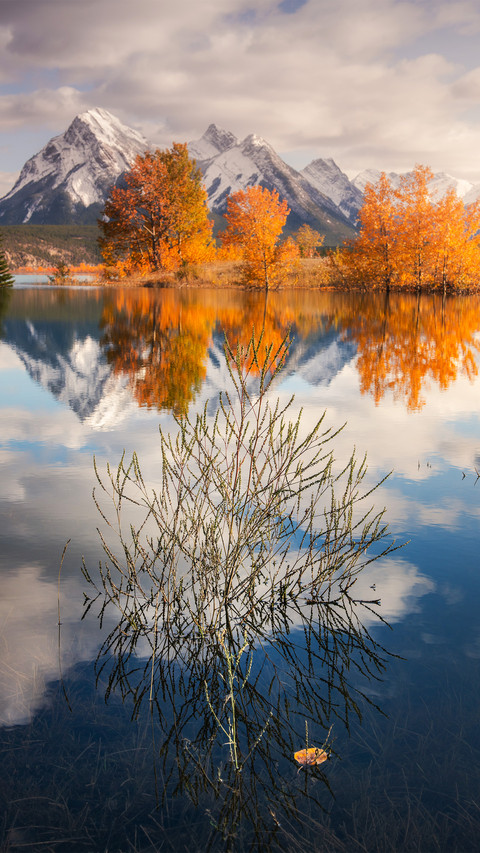 The withered tree in lake abraham screenshot