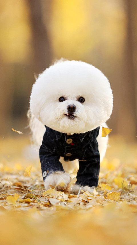 “棉花糖”比熊犬 screenshot