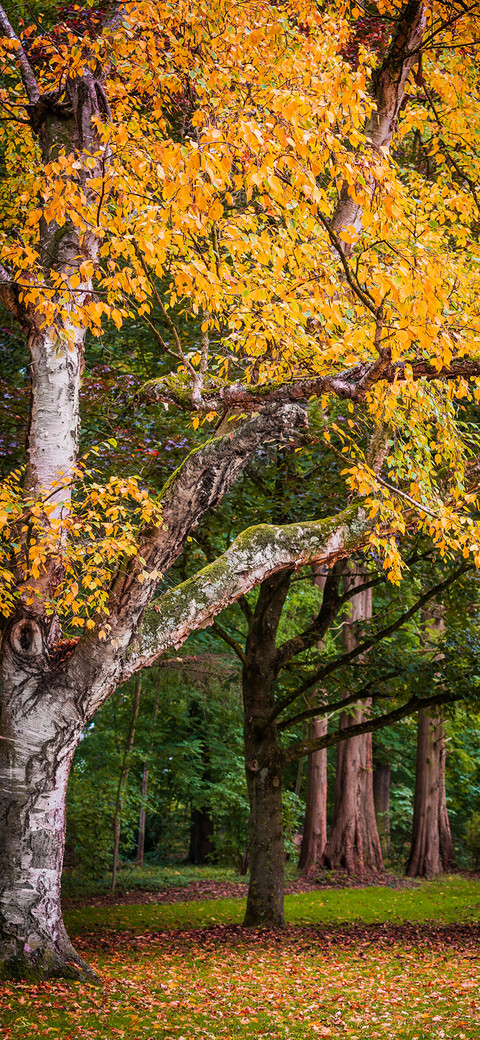 Beautiful Autumn-PAIXIN screenshot