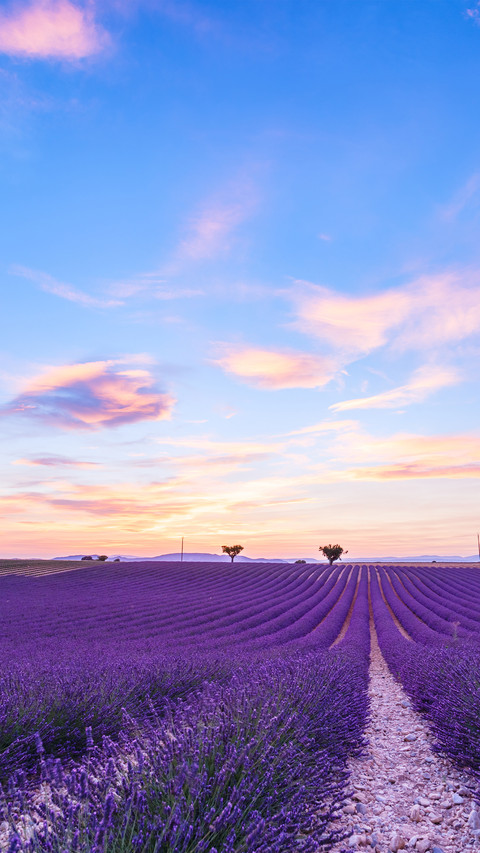Romantic lavender fields screenshot