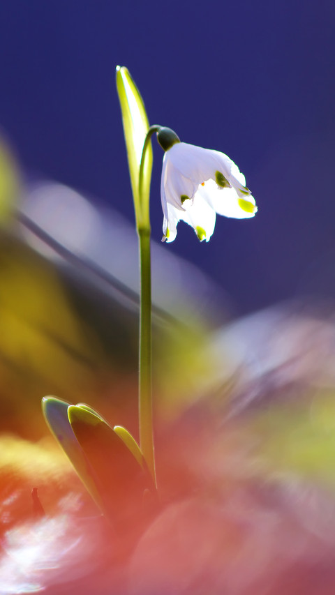 Spring scenery-31 screenshot