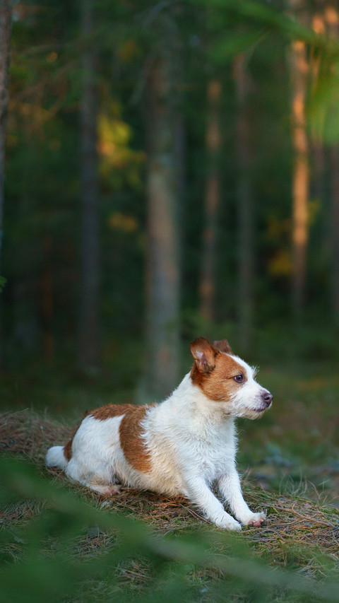 The dog in forest. active jack russell terrier screenshot