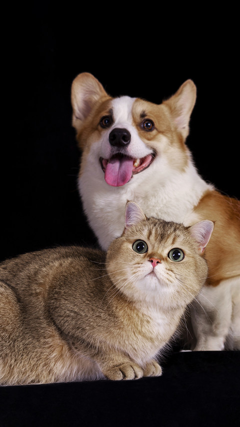 Several foods that cannot be given to pets screenshot