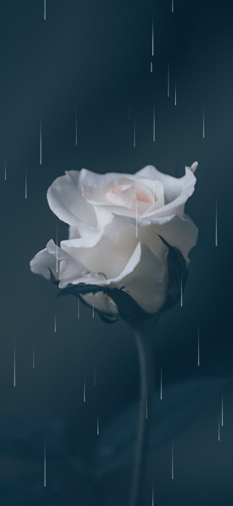 玫瑰花开 screenshot