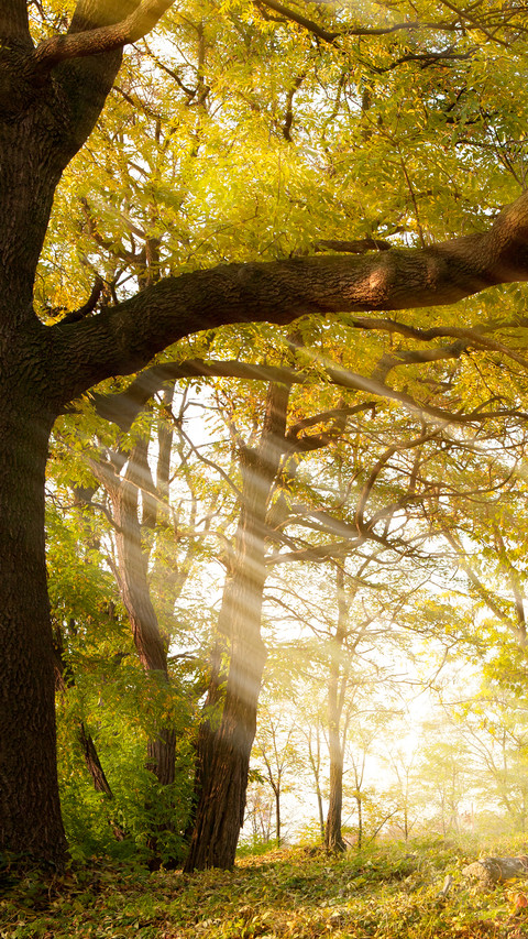 Green tree screenshot