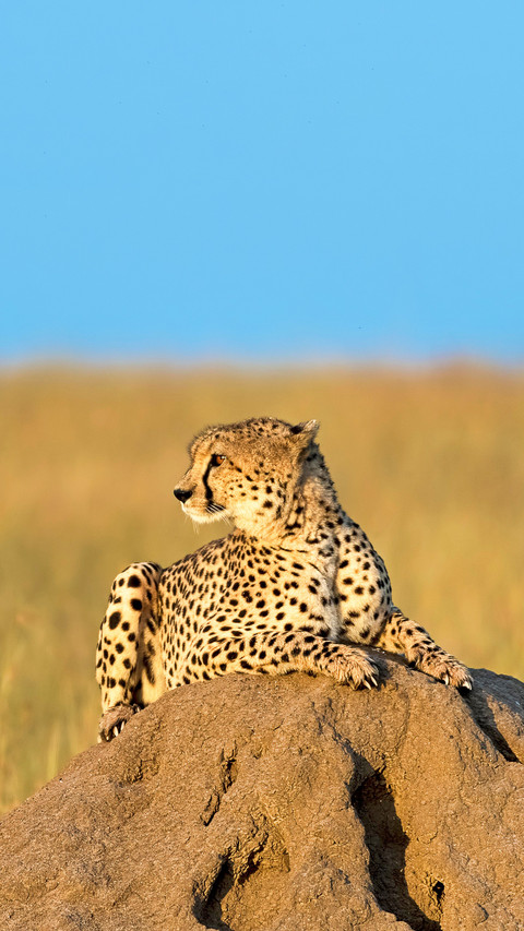 Cheetah lying on a rock in morning sun, Masai Mara, Kenya screenshot
