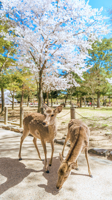 Japanese Nara Deer Dies Continuously 87 screenshot