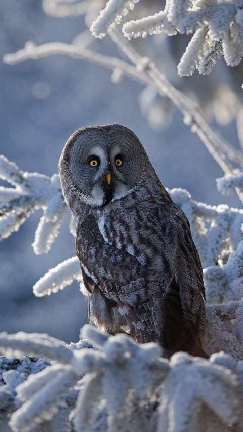 An Owl Standing on A Branch screenshot