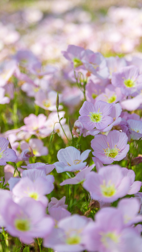 A sea of moonlight grass flowers screenshot