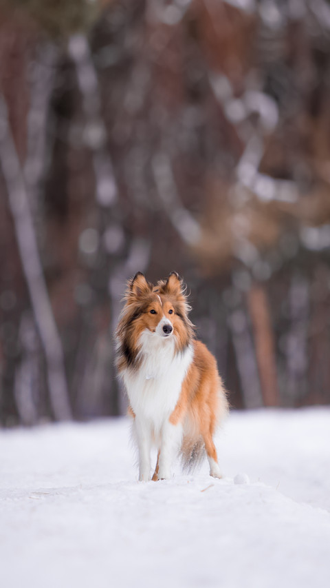 Sheltie Dog in the Winter Forest screenshot