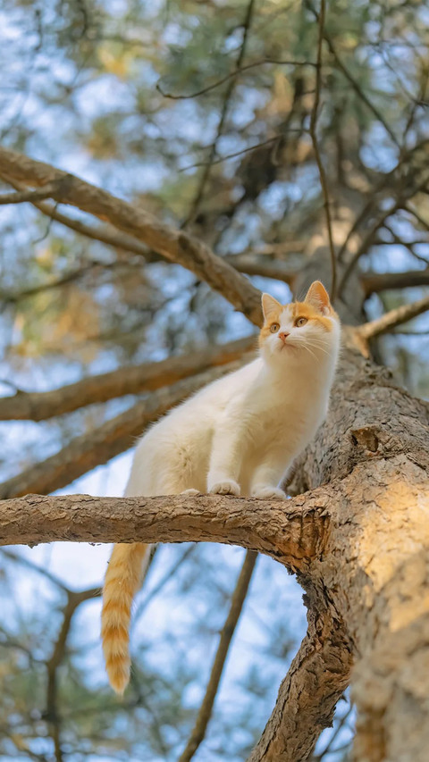 猫咪闲趣 screenshot