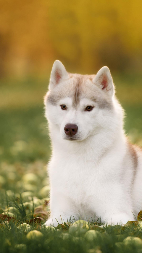 Dog290 screenshot