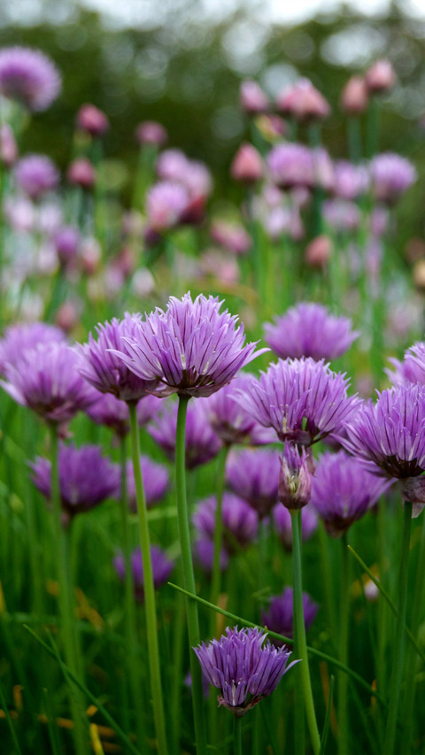 Spring is here screenshot