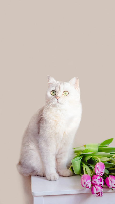 猫狗会如何共处 screenshot