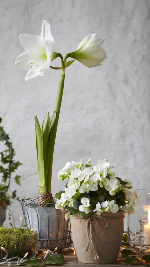 The 5 Most Concerned Issues for Flower Cultivation 91 screenshot
