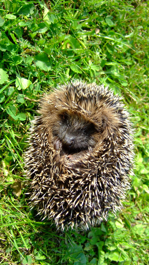 Hedgehog (3) screenshot