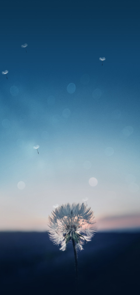 蒲公英的约定 screenshot