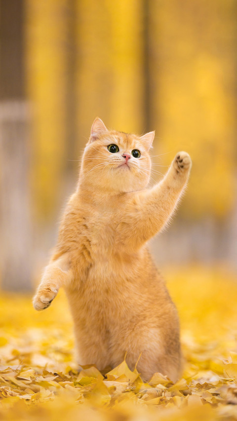 黄色系可爱猫咪 screenshot