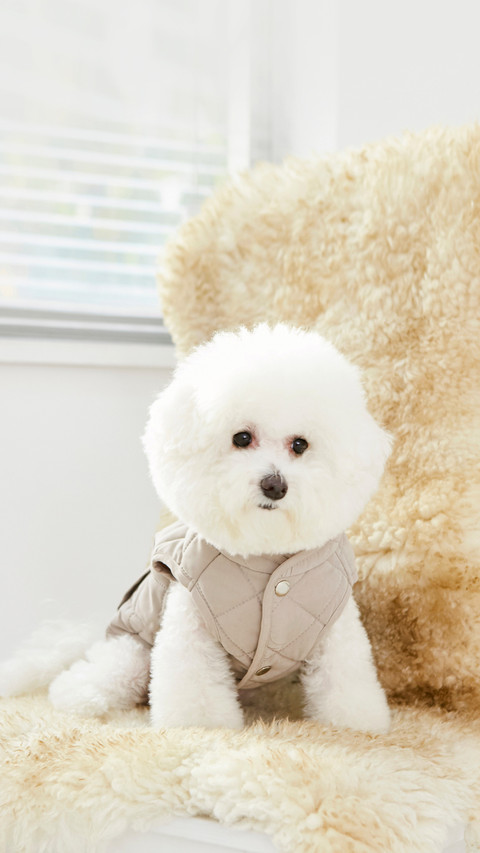 White Pet Bichon Frise's Cute Look screenshot