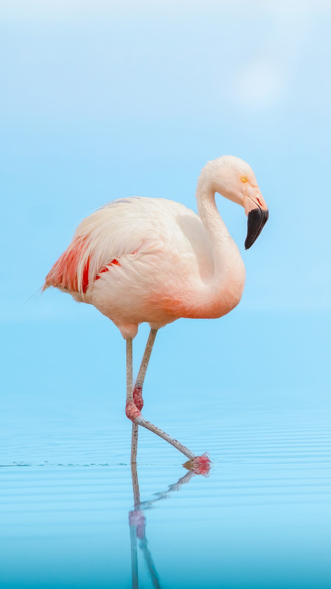 Elegant Flamingo Strides on Crystal Blue Water screenshot