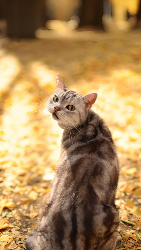 The philosophy of cats in autumn light 2 screenshot