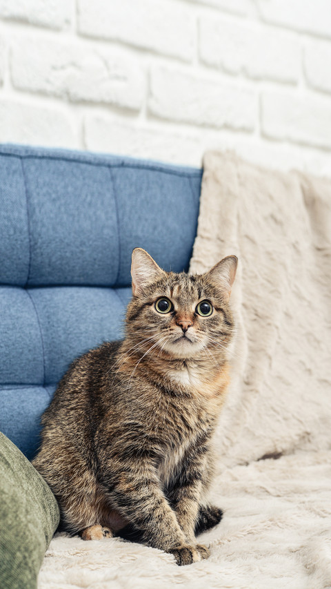 The cute cat is sitting on the sofa in living room closeup screenshot
