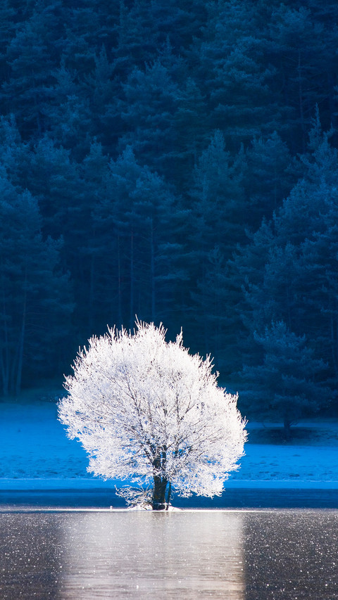 雪白的冬天 screenshot