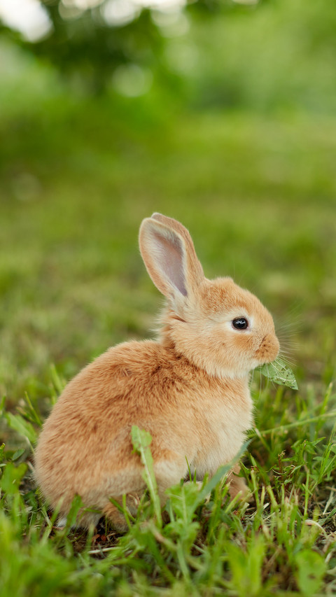 Rabbit screenshot