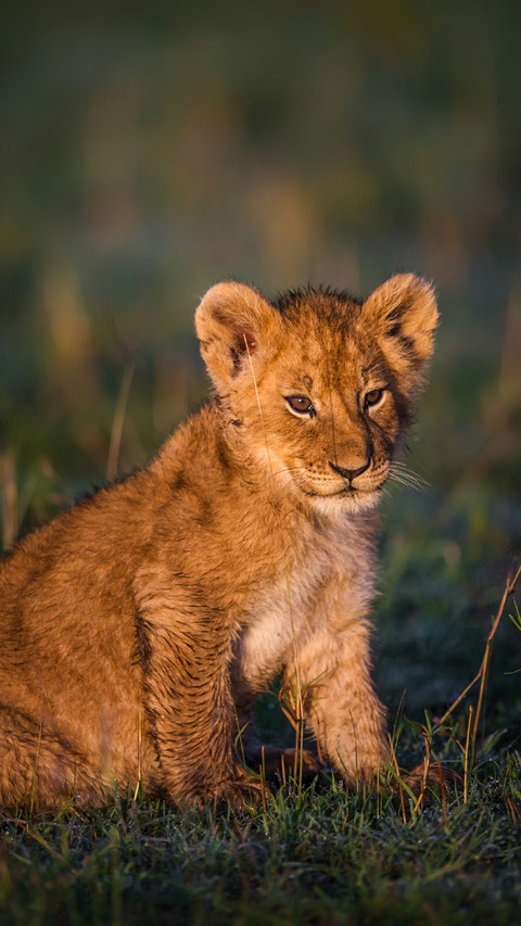 Cute Little Lion Sitting on The Grass screenshot
