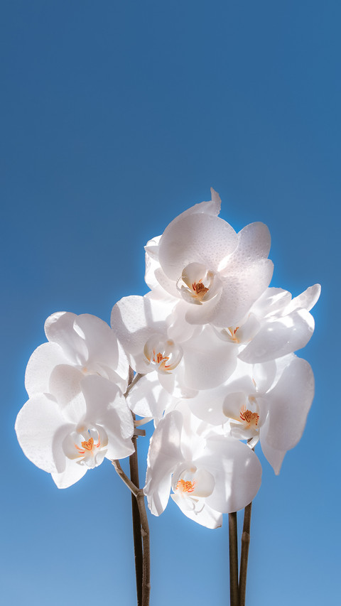 与花说 screenshot