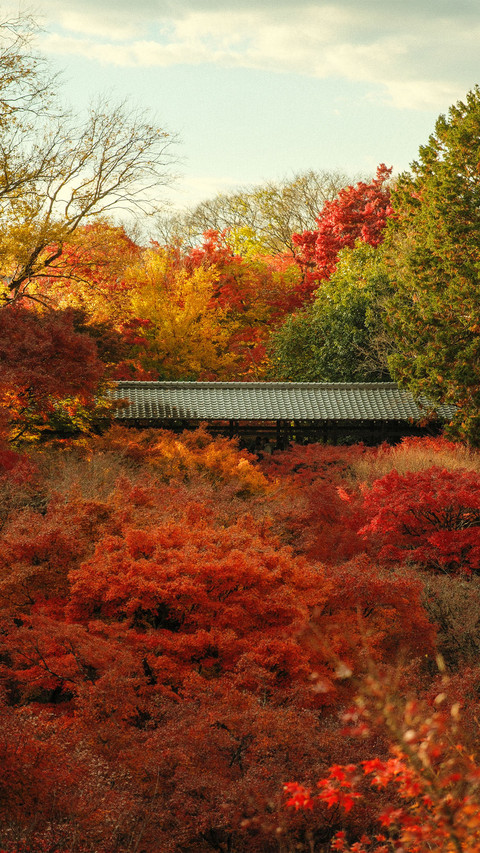 Maple leaves and a sky bridge screenshot
