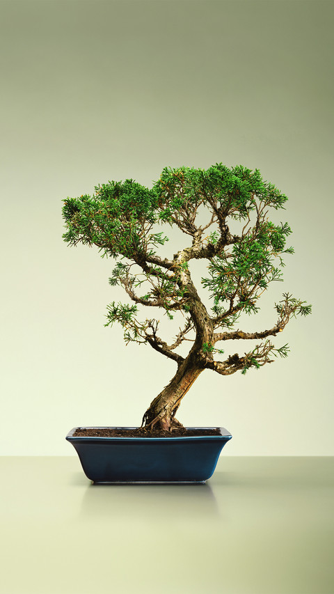 Bonsai modeling knowledge base 8 screenshot