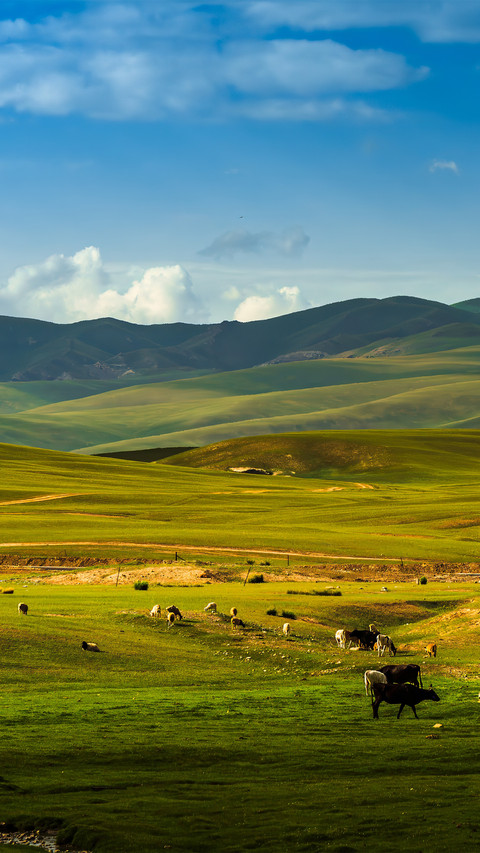 Cattle and sheep are raised on the grassland screenshot
