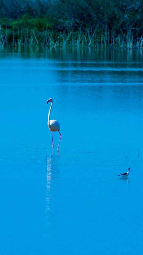Bird Wallpaper screenshot