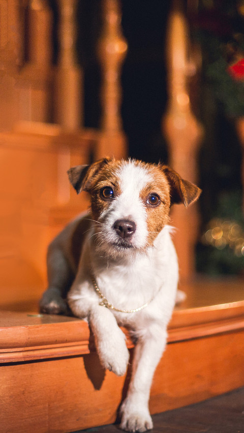 Dog Jack Russell Terrier. holiday screenshot