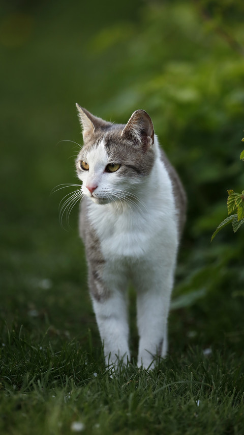 What wonderful gifts did your pet bring back 8 screenshot