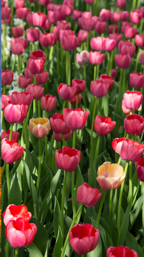 Spring is here screenshot